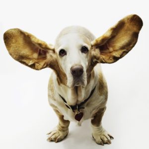 all_ears