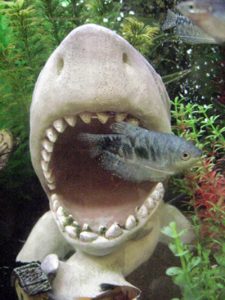 sharkattack
