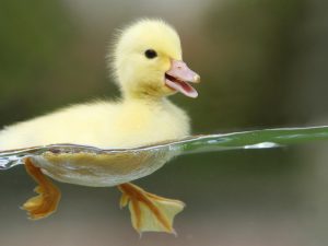 1duck