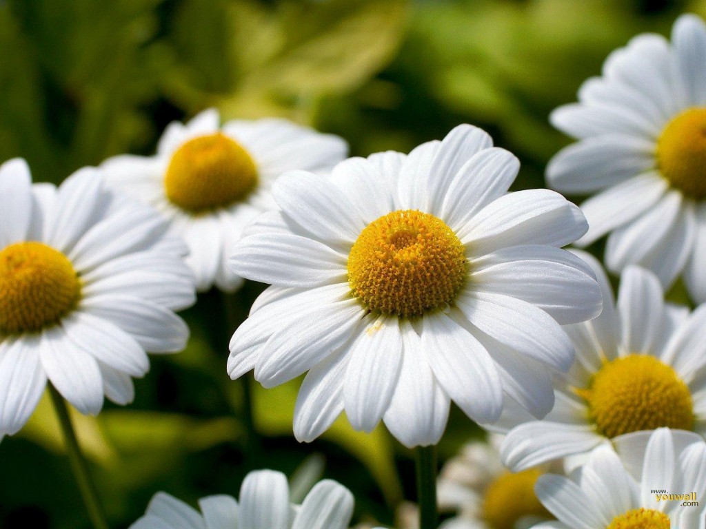 Pushing-up-daisies4-1024x768 Pushing up daisies