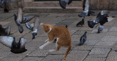cat-among-the-pigeons1 cat among the pigeons