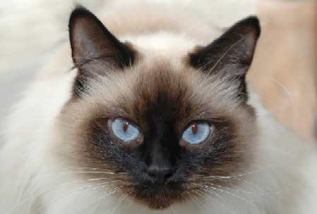 moggy