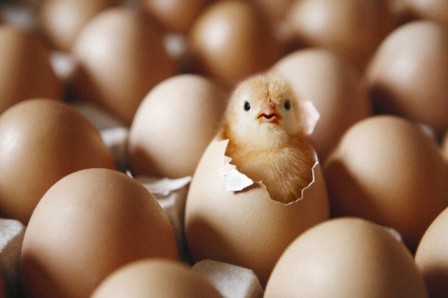 Dont_Count_Chickens_Before_Hatched