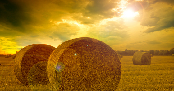 Make_Hay_Sun_Shines1
